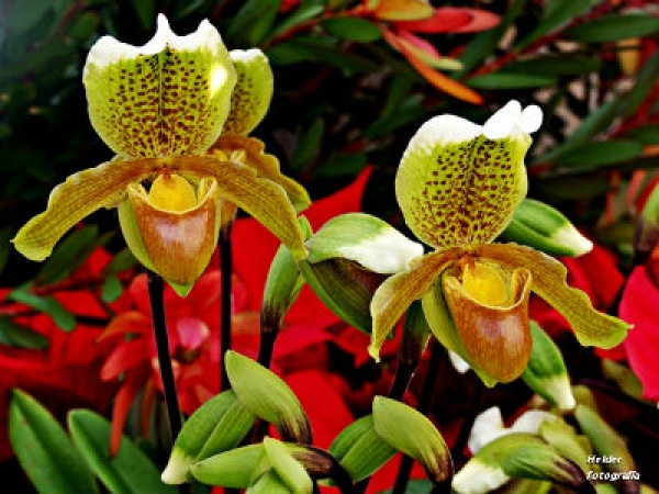 duarte caldeira &amp; filhos - exotic madeira gardens unipessoal lda