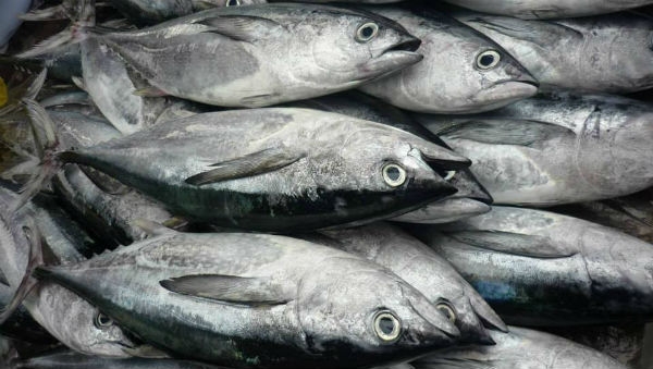 mestre laginhas soc de pescas maritimas lda