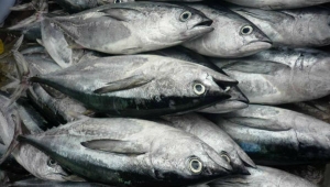 sousa &amp; ferdinando - pesca maritima lda
