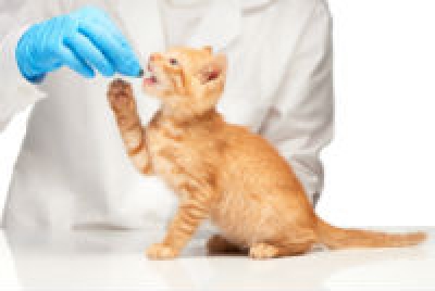 Vetm&eacute;dis Soc. Veterin&aacute;ria LDA